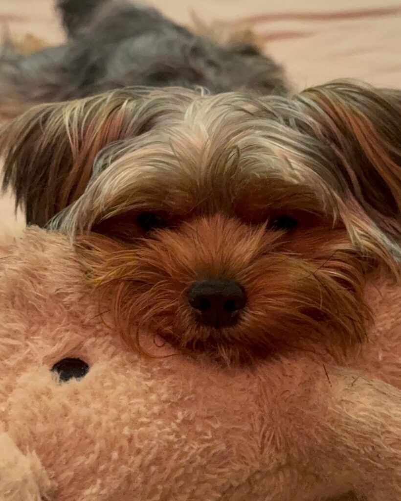 Shanaya Kapoor family