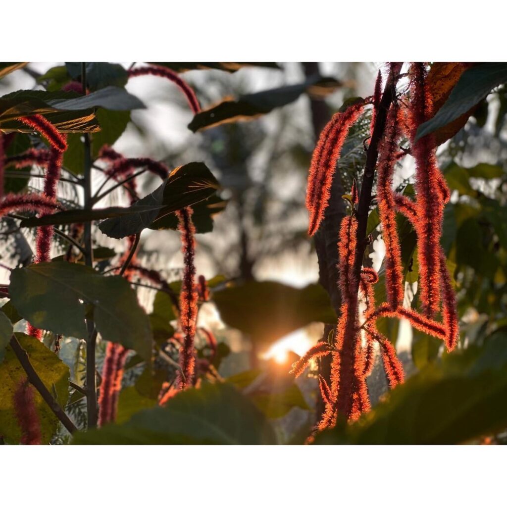 Priyanka Mohan in bikni