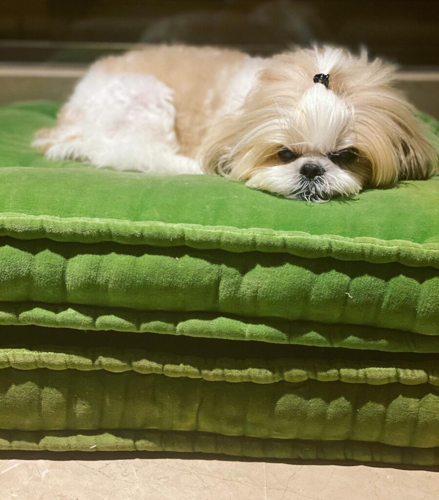 Aisha Sharma hot pics