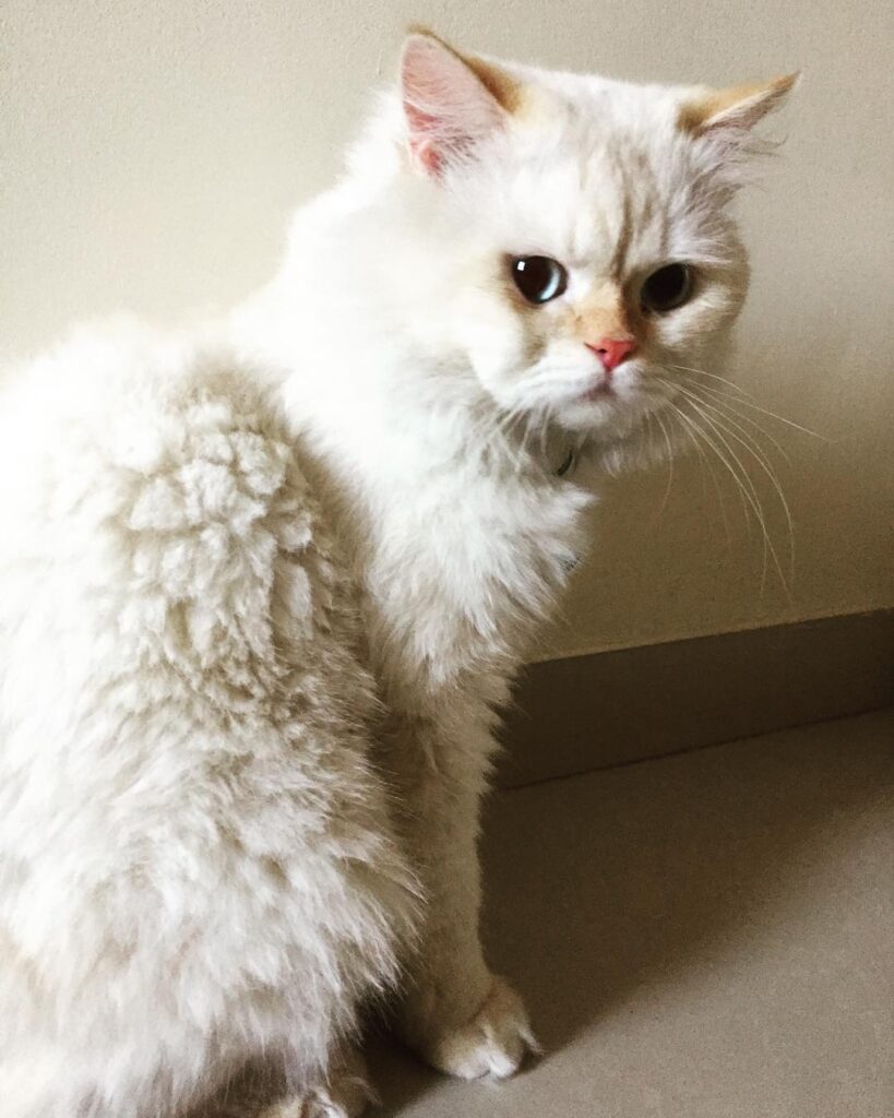 Nikki Sharma and Ranveer Allahbadia
Juhi Bhatt Ranveer Allahbadia
Nikki Sharma instagram
Ranveer Allahbadia age
Ranveer Allahbadia biography
Ranveer Allahbadia marriage
Ranveer Allahbadia movies
Ranveer Allahbadia wiki
Ranveer Allahbadia gf
Ranveer Allahbadia wife
Ranveer Allahbadia net worthJuhi Bhatt Age
Juhi Bhatt instagram
Juhi bhatt biography
Juhi Bhatt movies
Tv shows with Juhi Bhatt
Juhi Bhatt Ranveer Allahbadia
Juhi Bhatt husband
Nikki Sharma
Nikki Sharma age
Nikki Sharma boyfriend
Nikki Sharma Ranveer Allahbadia relationship
Nikki Sharma Instagram
Nikki Sharma biography
Nikki Sharma TV shows list
Nikki Sharma net worth
Nikki Sharma family details
Nikki Sharma Sasural Simar Ka role
Nikki Sharma Shiv Shakti actress
Ranveer Allahbadia Juhi Bhatt relationship
Juhi Bhatt biography
Nikki Sharma breakup news
Nikki Sharma latest news
Nikki Sharma trending