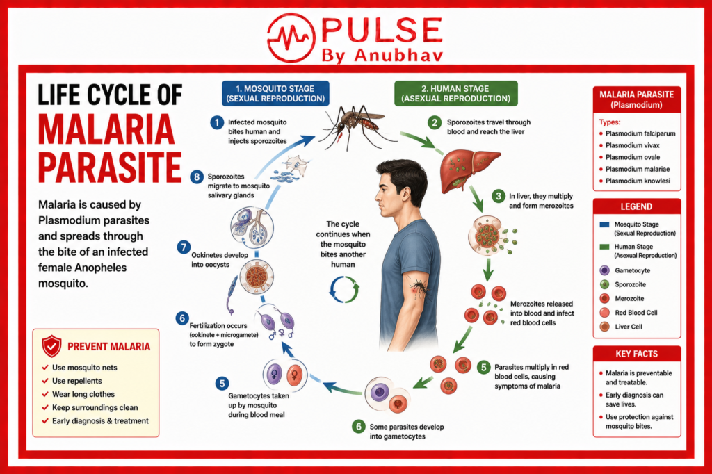 Malaria treatment
10 ways to prevent malaria
Types of malaria and their symptoms
Prevention of malaria
Symptoms of malaria and typhoid
Malaria symptoms and treatment
3 stages of malaria
Malaria treatment at home
Malaria symptoms
Malaria disease
Malaria treatment
Types of malaria
Malaria causes
Malaria parasite
Malaria prevention
Malaria mosquito
ague symptoms and treatment
paludism causes and prevention
marsh fever meaning and symptoms
mosquito borne diseases list
high fever with chills causes
best medicine for ague
how to prevent mosquito bites at home
symptoms of parasitic infections
why fever comes with chills
treatment for mosquito infection